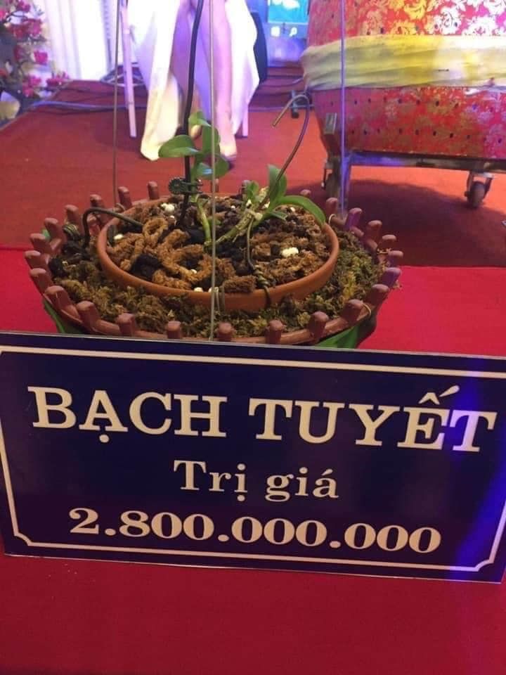 Buôn lan tiền tỷ: 1 mầm xanh 2 tỷ, lan đột biến gen giá càng đỉnh