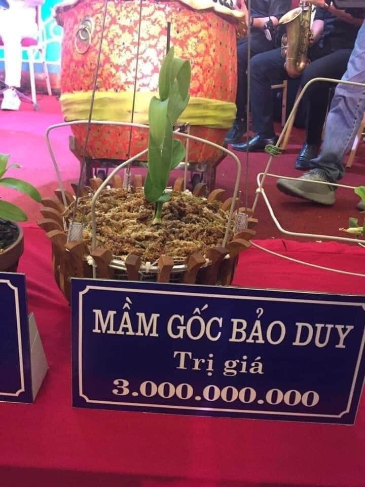 Buôn lan tiền tỷ: 1 mầm xanh 2 tỷ, lan đột biến gen giá càng đỉnh
