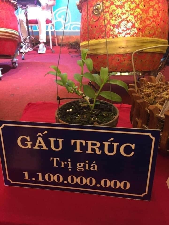 Buôn lan tiền tỷ: 1 mầm xanh 2 tỷ, lan đột biến gen giá càng đỉnh