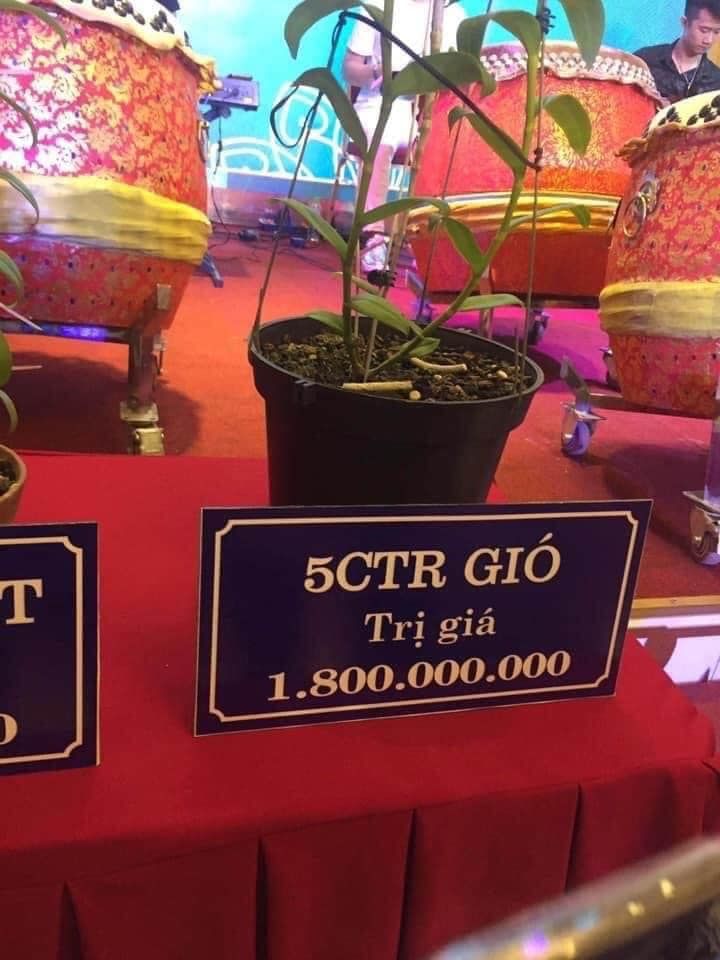 Buôn lan tiền tỷ: 1 mầm xanh 2 tỷ, lan đột biến gen giá càng đỉnh