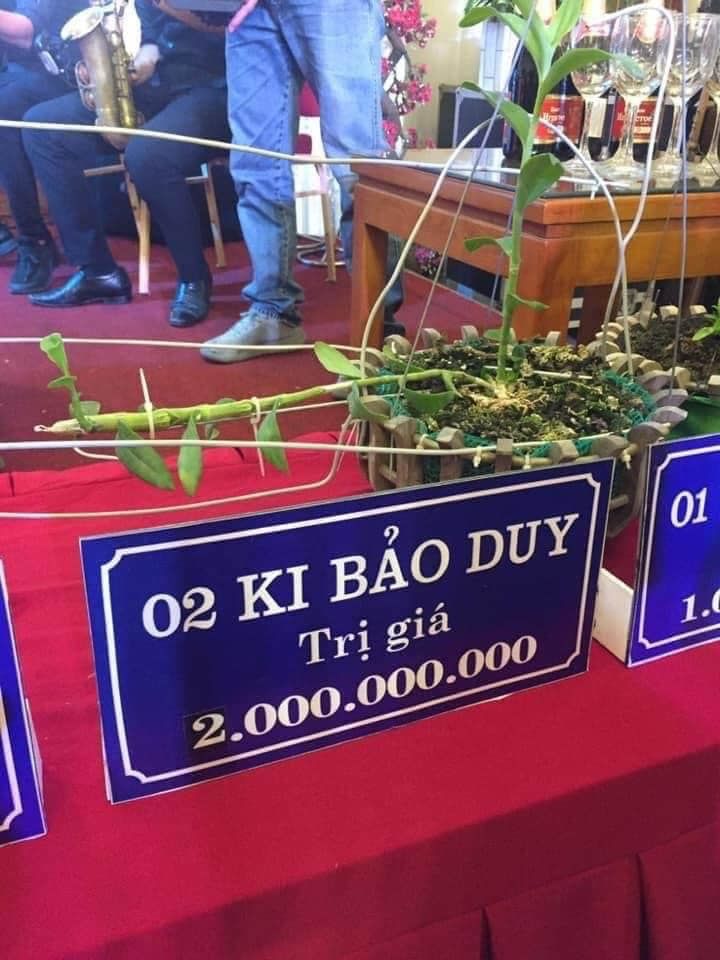 Buôn lan tiền tỷ: 1 mầm xanh 2 tỷ, lan đột biến gen giá càng đỉnh
