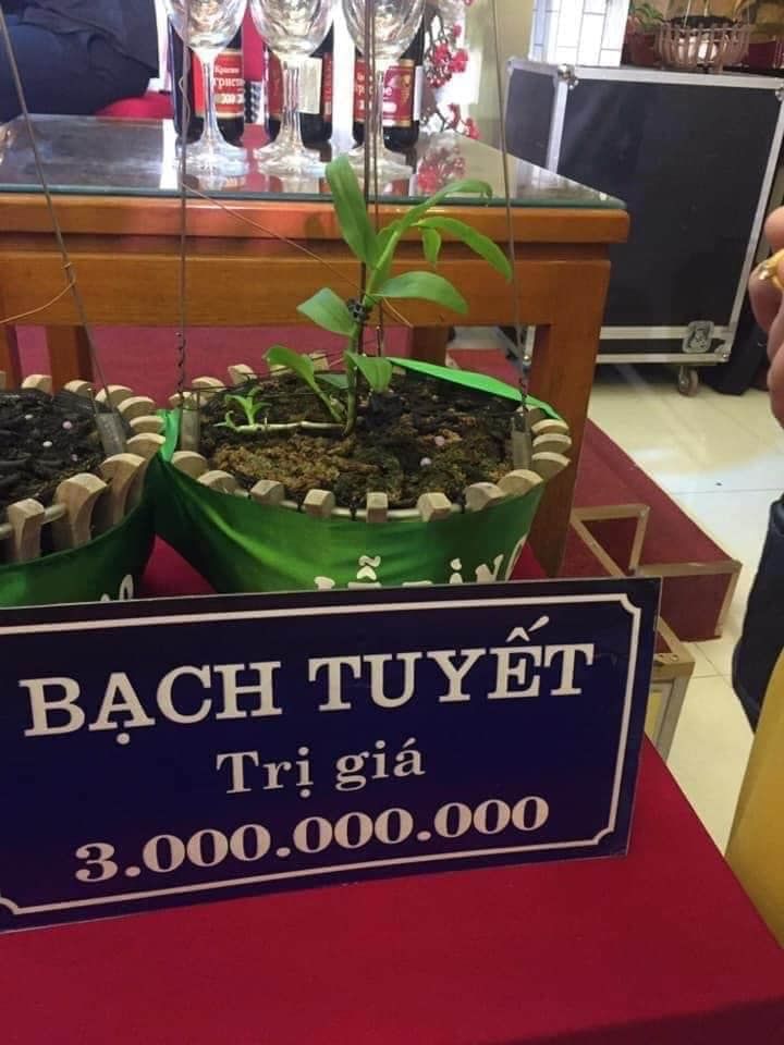 Buôn lan tiền tỷ: 1 mầm xanh 2 tỷ, lan đột biến gen giá càng đỉnh