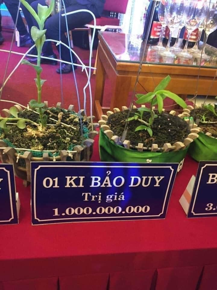 Buôn lan tiền tỷ: 1 mầm xanh 2 tỷ, lan đột biến gen giá càng đỉnh