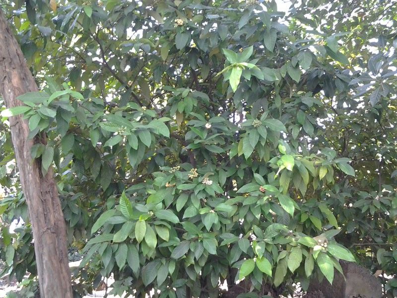 Một loại trái tên nghe rất kêu, vua Gia Long từng ăn lót dạ khi đói