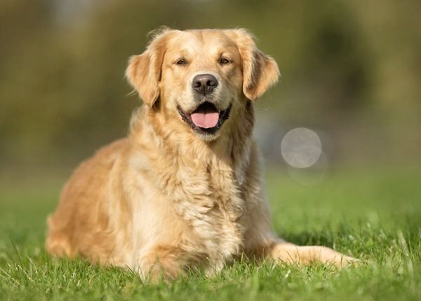 5 giống chó thông minh nhất thế giới: Poodle siêu đỉnh cũng chỉ hạng 2
