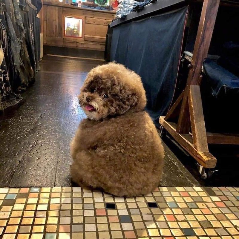 5 giống chó thông minh nhất thế giới: Poodle siêu đỉnh cũng chỉ hạng 2
