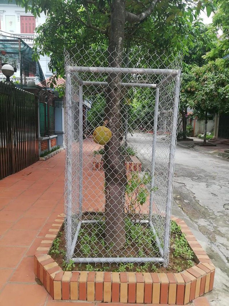 Tuyệt chiêu chống trộm trái cây: Thiên la địa võng xài nhiều nhất