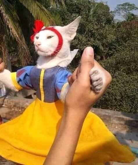 Pha cosplay hot nhất MXH: Sen có tâm đầu tư cho boss làm Bạch Tuyết