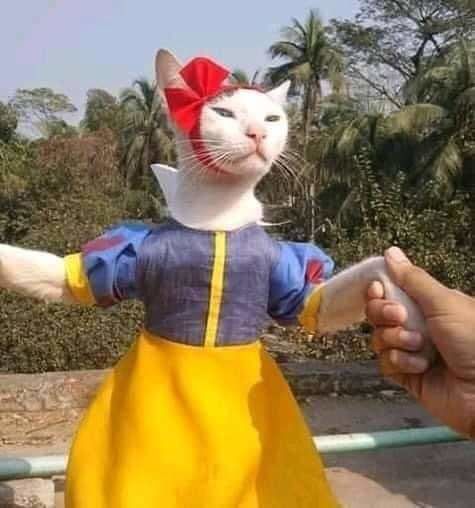 Pha cosplay hot nhất MXH: Sen có tâm đầu tư cho boss làm Bạch Tuyết