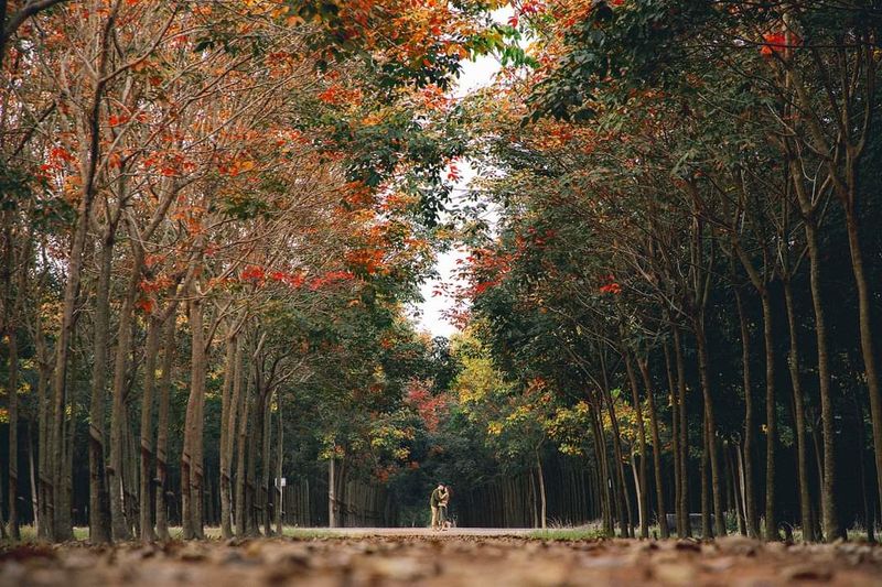 Rừng cao su Bình Dương mùa thay lá: Độ đẹp ăn đứt phim Hàn