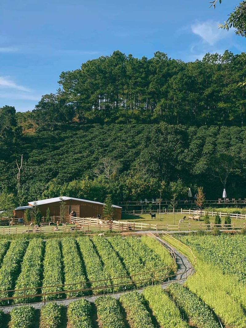 Thánh địa sống ảo mới toanh: Thôn 13 Đà Lạt đẹp như châu Âu thu nhỏ
