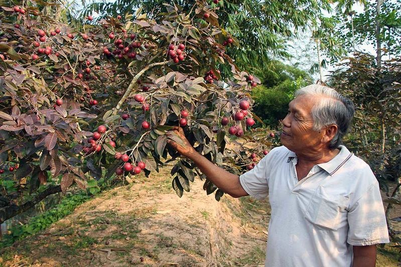 Nhãn tím độc nhất vô nhị ở miền Tây: Quả ngọt thanh, giá tận 150k/kg