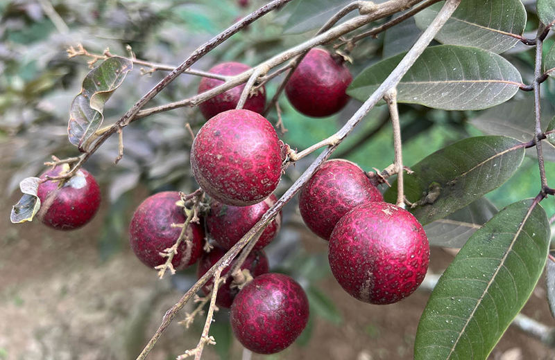 Nhãn tím độc nhất vô nhị ở miền Tây: Quả ngọt thanh, giá tận 150k/kg