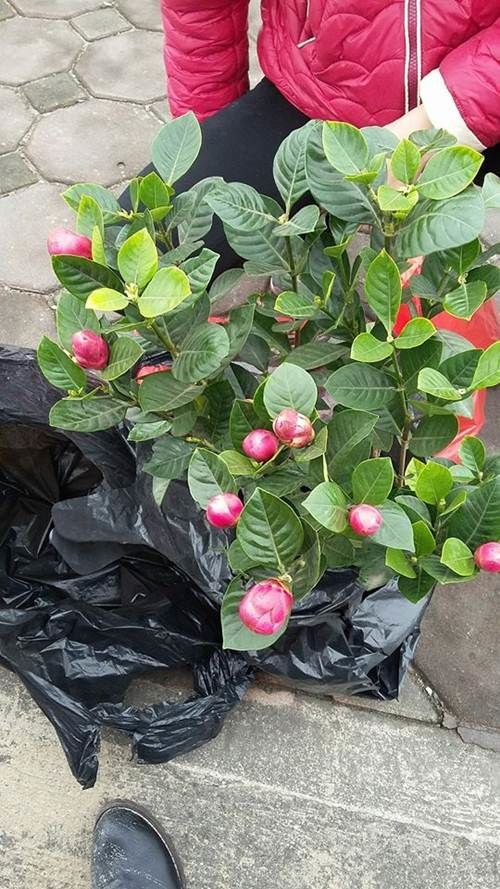 Cú lừa cực mạnh mang tên cây chưng Tết: Là táo nhưng nở hoa dâm bụt