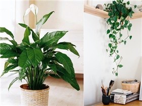 Bạn không cần sợ không khí ô nhiễm khi trồng 15 loại cây này trong nhà Bạn không cần sợ không khí ô nhiễm khi trồng 15 loại cây này trong nhà