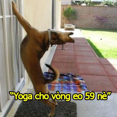 Những chú chó “siêu lầy” nhất “hệ mặt trời”, boss của bạn có nằm trong số đó?