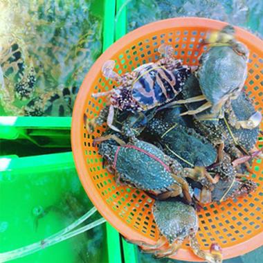 Điểm danh các khu chợ bán hải sản rẻ nhất Vũng Tàu, vừa tươi ngon vừa không lo bị “chặt chém”