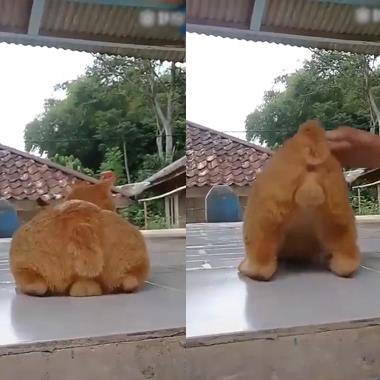 Cười đau bụng với loạt clip thú cưng gây bão mạng xã hội ngày 09/08