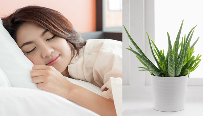 Ai rất khó hay ngủ không ngon thì nên trồng ngay những loại cây này trong phòng ngủ của mình Ai rất khó hay ngủ không ngon thì nên trồng ngay những loại cây này trong phòng ngủ của mình