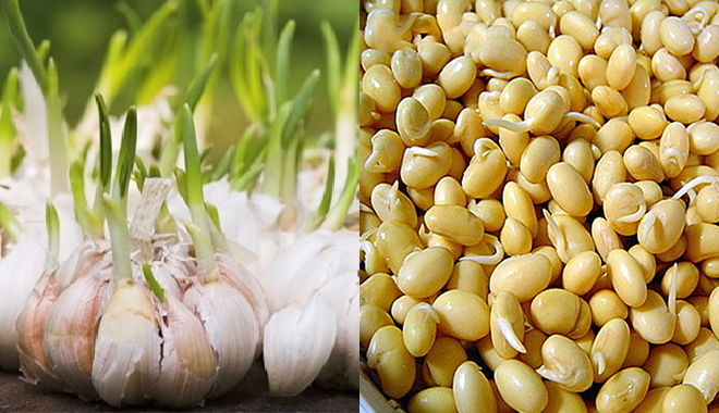 Tưởng là phải vứt đi nhưng 4 thực phẩm này lại cực kì tốt cho sức khỏe khi đã mọc mầm Tưởng là phải vứt đi nhưng 4 thực phẩm này lại cực kì tốt cho sức khỏe khi đã mọc mầm