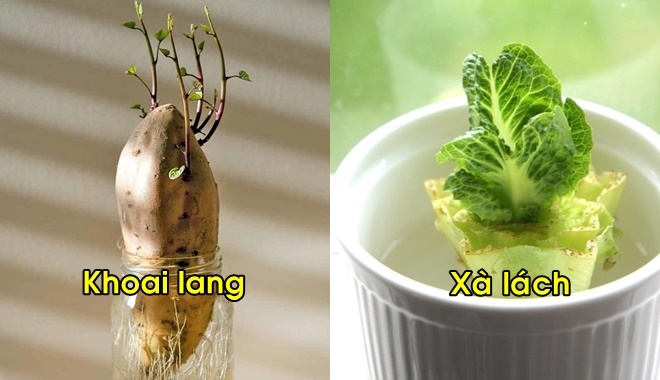 Bất ngờ với những loài cây có thể trồng đi trồng lại suốt đời chỉ với một ly nước Bất ngờ với những loài cây có thể trồng đi trồng lại suốt đời chỉ với một ly nước