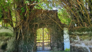 Chiếc cổng nhà được cây cổ thụ bao trọn làm khổ chủ không dám đi qua 