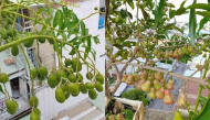 Mê trồng trọt, vợ chồng trẻ trồng cả 100 loại cây trái trên sân thượng
