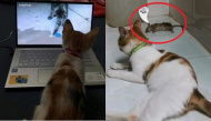 Bất lực vì mèo chỉ biết ăn, ngủ, chơi, cô chủ cho học online bắt chuột