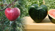 Khi trái cây cũng có trái tim: Choáng với dưa hấu 600 triệu đồng/cặp