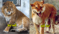 Những “đứa con lai” kỳ lạ từ cuộc tình sai trái của hổ và sư tử
