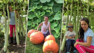 Sang Mỹ, mẹ Việt vẫn giỏi làm vườn: Rau trái trĩu quả căng mọng