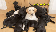 Chó mẹ lông vàng đẻ 1 lèo 13 đứa con lông đen sì: Đúng chất "đẻ thuê"