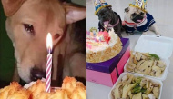 Chú chó bật khóc khi được tặng bánh kem, cho thổi nến mừng sinh nhật