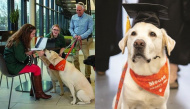 Chú chó thông minh, tình cảm được nhận bằng tiến sĩ danh dự Đại học Mỹ