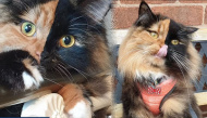 Do "tai nạn" bẩm sinh, em mèo bỗng nổi tiếng thế giới vì mặt hai màu