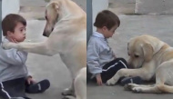 Chú chó kiên trì an ủi cậu bé mắc hội chứng Down: Mình làm bạn nhé