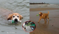 Chú chó bơi giữa dòng nước nhặt rác làm sạch môi trường suốt 10 năm