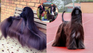 "Hoa hậu chó" gây sốt thế giới nhờ bộ lông mượt, thần thái đỉnh cao