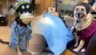 Vào vai bác sĩ chăm sóc bệnh nhân, 2 cô chó giúp chủ giành giải nhất 
