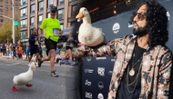 Vịt Donal ngoài đời thật, gây sốt tại cuộc thi marathon ở New York