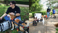 Vợ Việt, chồng Tây tốn 3 năm để chế tạo xe lăn cho chó mèo bị tật ở SG