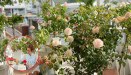 Vườn hồng ngập sắc "trên nóc nhà" của cô nhân viên văn phòng Sài thành