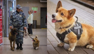 Sau 7 năm công tác, chú chó nghiệp vụ Corgi tại Nga đã được nghỉ hưu