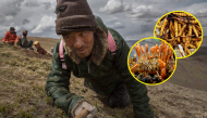 Nghề săn thứ đắt hơn vàng: Vừa đi vừa bò hơn hàng trăm km tại Tây Tạng