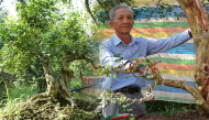 Tiền Giang: Cụ ông U80 làm chủ vườn nguyệt quế trên 1.000 cây