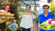 Sao Việt trồng rau quả trên sân thượng nhà phố: Cẩm Ly siêu mát tay