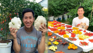 Người đàn ông Việt sống tại Mỹ với sở thích "lạ": Trồng 500 loại ớt