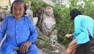 Người phụ nữ 79 tuổi mỗi ngày nuôi nấng đàn khỉ hoang nơi cửa biển