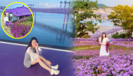 Đi Đảo Tím ở Hàn Quốc: Mặc đồ màu tím còn được free vé tham quan