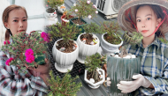 Cô gái 9x Sài thành sáng tạo với nghề trồng hoa mười giờ bonsai